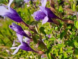 Dyschoriste thunbergiiflora corolla tubes